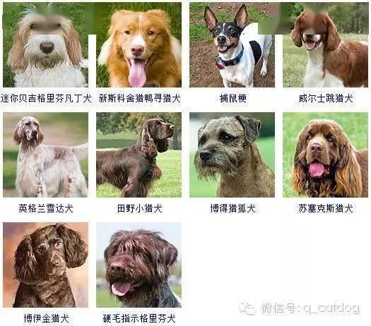 识狗达人必备！30秒辨品种，轻松成宠物达人