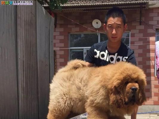 辨别纯种藏獒的方法（如何从外观、品种和家谱判断纯种藏獒）