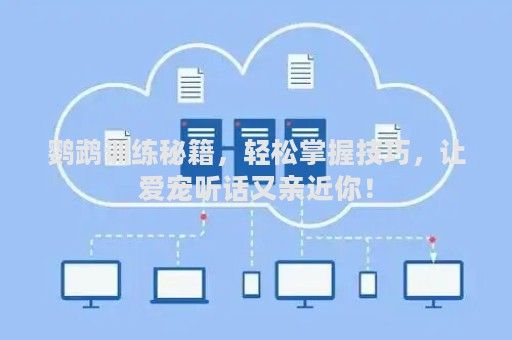 鹦鹉训练秘籍，轻松掌握技巧，让爱宠听话又亲近你！