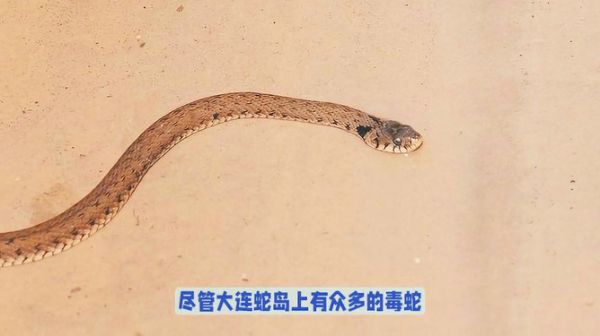 最新养蛇视频，探索蛇类养殖的奥秘与乐趣