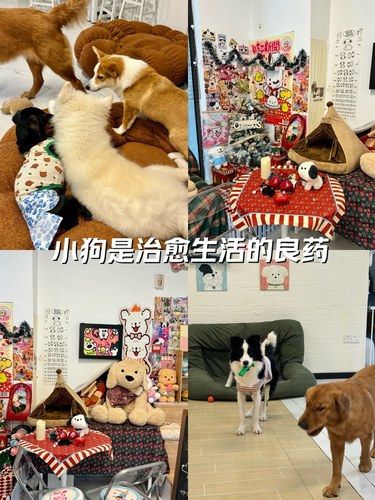 小狗可是治愈生活的良药呢
