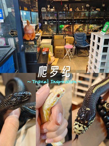 与宠物的舒适小天地