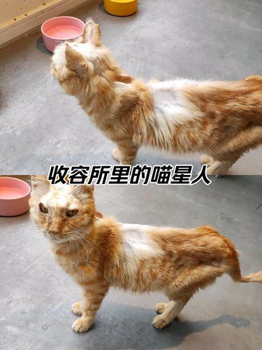 到公益猫舍做志愿者