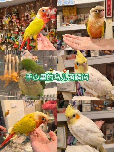 小鸟亲亲～唱歌～放手心里超治愈