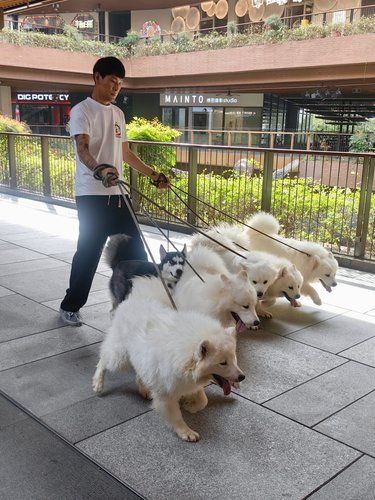 一个人 6只狗，你遛我 还是我遛你