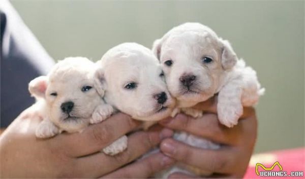 新手养狗狗担忧，幼犬饲养知识大全，看完就放心了