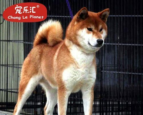 小狗性别分析——如何辨别公母狗（掌握宠物性别分辨技巧）