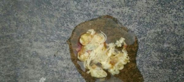 狗狗拉出的虫子是什么虫（探究常见宠物体内寄生虫）