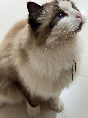 要被猫咪眼巴巴的小表情萌死啦！新零食馋哭猫咪