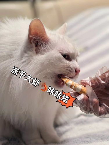 不敢想我家孩子看到冻干蛋糕会有多快乐