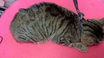 过年了，给猫猫洗个澡，开开心心干干净净过大年