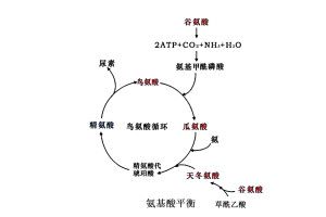氨基酸平衡
