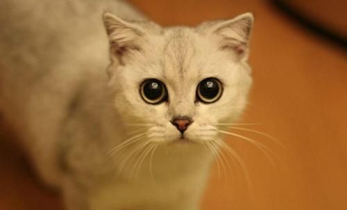 猫咪成年需要多久——探究猫咪的生长发育（从幼猫到成猫——猫咪生长的每个阶段）