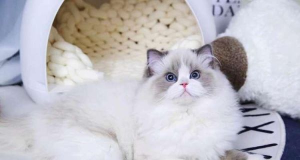 猫咪成年需要多久——探究猫咪的生长发育（从幼猫到成猫——猫咪生长的每个阶段）