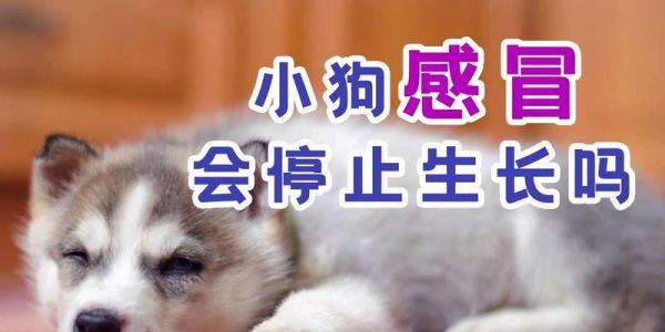 小狗生长（以宠物为主，了解小狗生长的过程和注意事项）