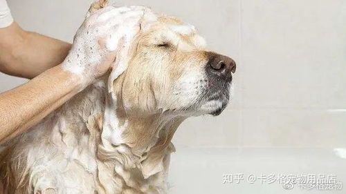 “宠物毛发速长揭秘，养宠必看！”
