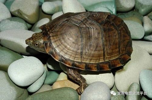 “快速区分宠物龟种类:陆龟还是水龟?”
