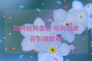 如何给狗美容 给狗狗美容护理教程
