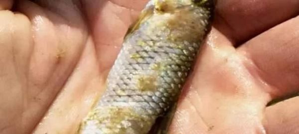 鱼出现白色粘液怎么办？有效治疗药物有哪些？