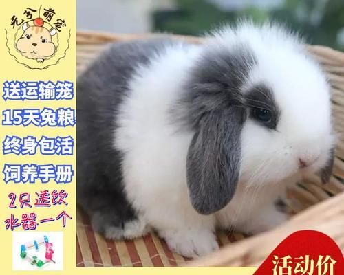 英国迷你垂耳兔饲养全指南（以宠物为主）