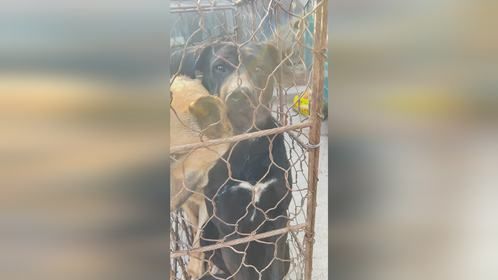黑狗犯错被主人卖狗肉笼，一直不停叫喊主人，知道错它后悔已晚了