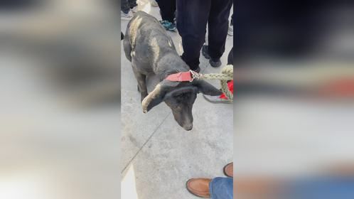 黑狼老了不中用，主人想卖狗肉车换钱，灵性狗不愿离开主人硬拉走