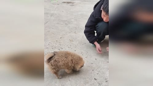 小狗好聪明给吃的让干啥就干啥