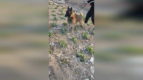 马犬见到活物张嘴就咬，主人根本牵不住猛狗，只能卖进狗肉车