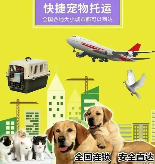 黑河 猫咪托运 靠谱 托运运输