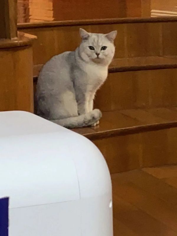 三门峡 猫咪托运 运输