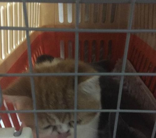 长沙大巴车宠物运输猫咪托运保中途专人看管