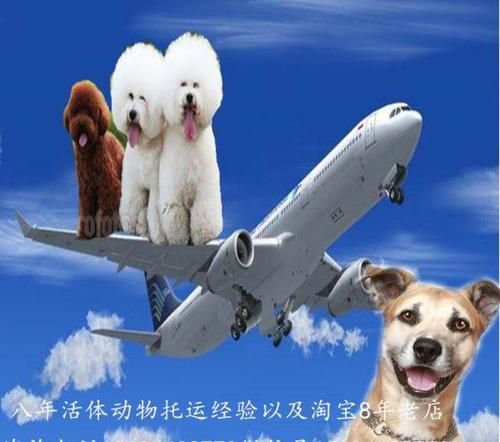 长沙大巴车宠物运输猫咪托运保中途专人看管