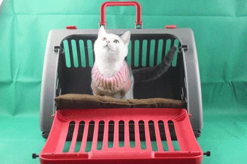 济宁大巴车宠物运输猫咪托运保中途专人看管