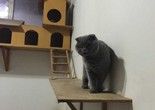 大兴宠物猫寄养 24小时咨询电话