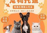 北京猫狗宠物托运空调保姆专车 空运 活体运输本地服务平台