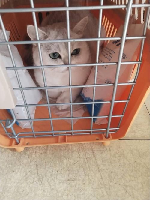 如何托运宠物猫到异地（小猫怎么托运到别的城市）