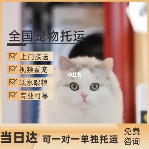 如何托运宠物猫到异地（小猫怎么托运到别的城市）