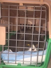宠物猫轻松拖运,专业宠物服务,安全便捷!