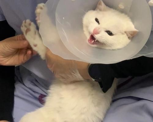 如何安全带着猫去宠物医院（掌握以下技巧）