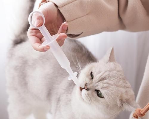 如何安全带着猫去宠物医院（掌握以下技巧）