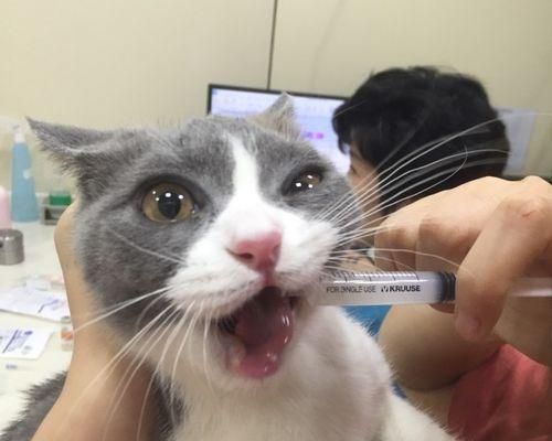 如何安全带着猫去宠物医院（掌握以下技巧）