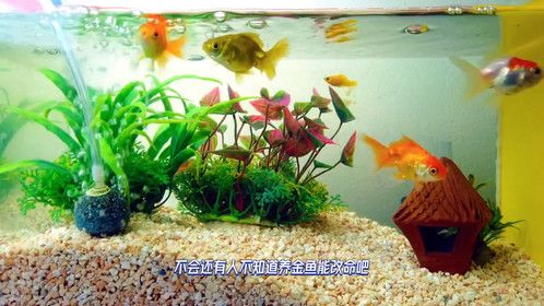 丁卯年属兔的听好！鱼缸摆对了比开光还有用？