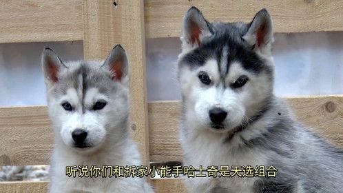 丙寅年的铲屎官注意啦！养哈士奇居然能旺运？