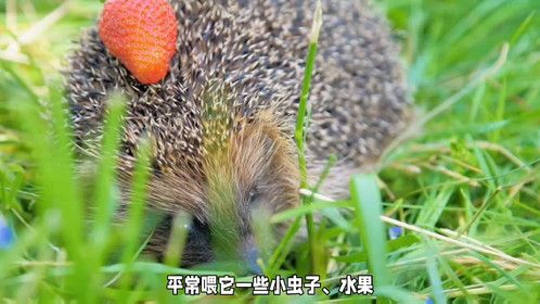 寒日萌宠：迷你刺猬的冬日陪伴