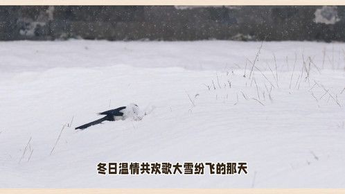 大雪降生遇文鸟，冬日温情共欢歌