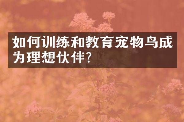 如何训练和教育宠物鸟成为理想伙伴？
