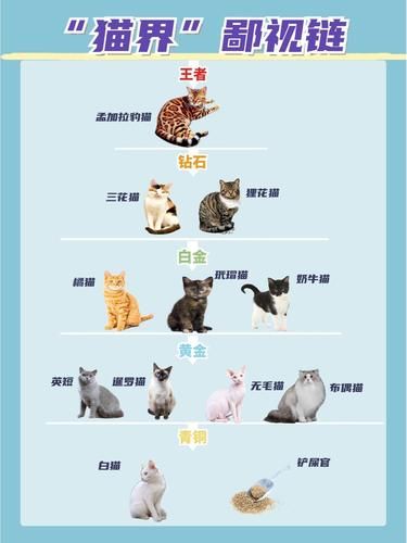 震惊！“猫界”鄙视链大揭秘，你家主子在列吗？