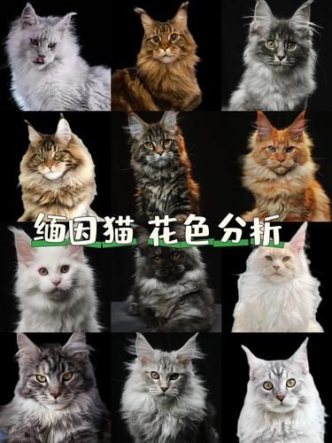 新手必看！缅因猫的多彩世界✨