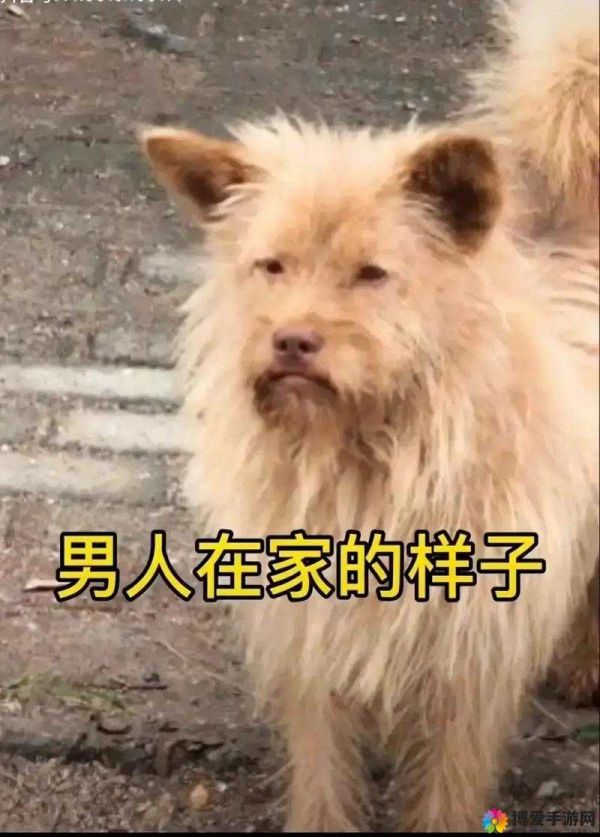 老公不在家：狗狗的东西能要吗？