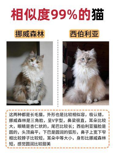 新手养猫必看！别再认错你的宝贝猫啦！